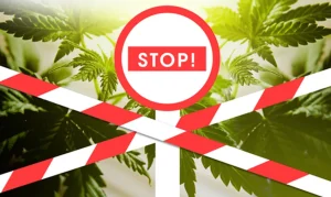prohibición cáñamo intoxicante